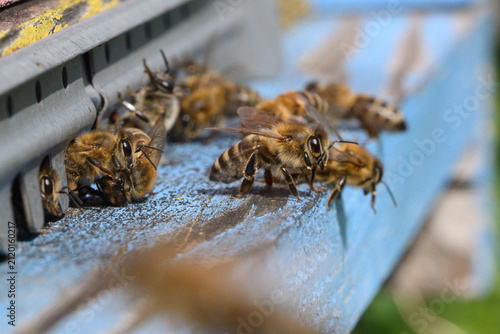 Honey bees entering beehive entrance (Apis mellifera)