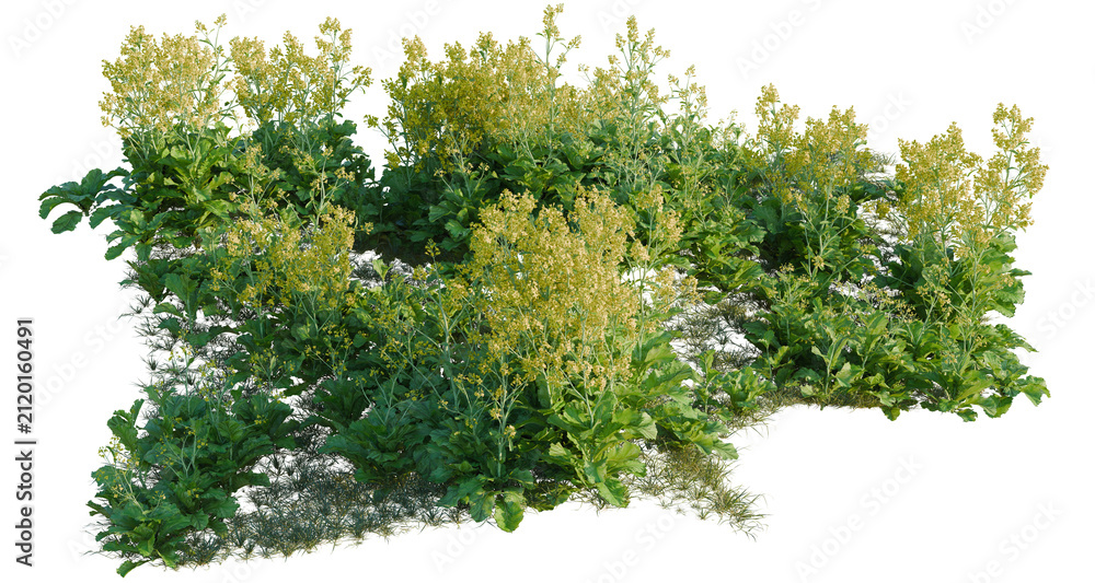 Obraz premium Brassica juncea tree line, Forest Edge, Backdrop cutout, isolate transparent background, Dense green shrubbery with yellow blooms against a black background for landscaping design.