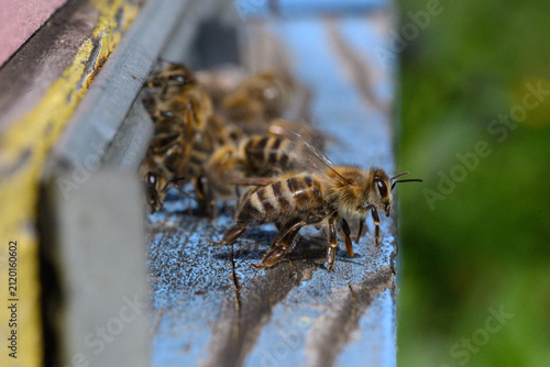 Quadro su tela Honey bees entering beehive entrance (Apis mellifera)