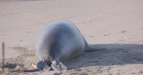 Young Male Elephant Seal Looking Back at Camera