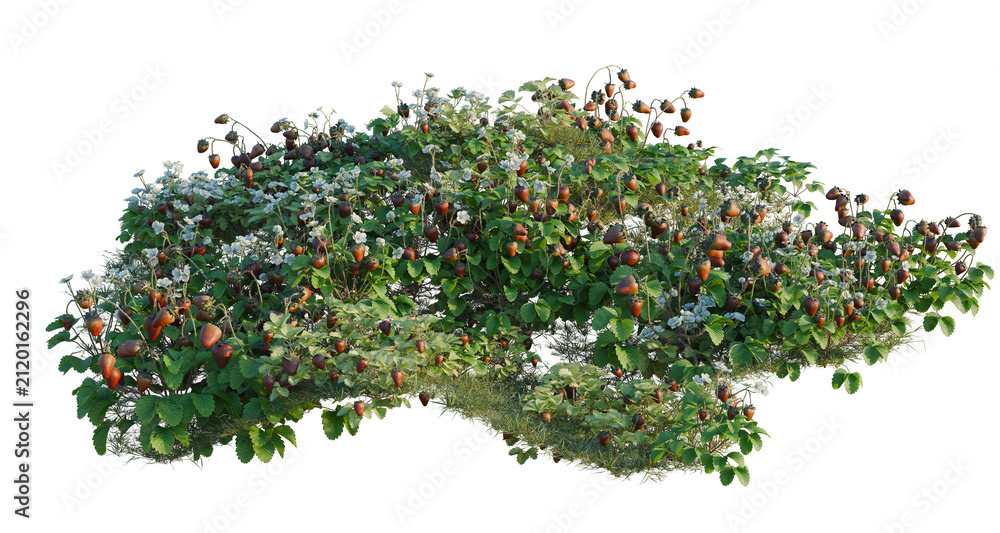 Obraz premium Fragaria tree line, Forest Edge, Backdrop cutout, isolate transparent background, Detailed Berry Bush with Ripe Fruit - High Resolution Stock Photo for Design and Botanical Use