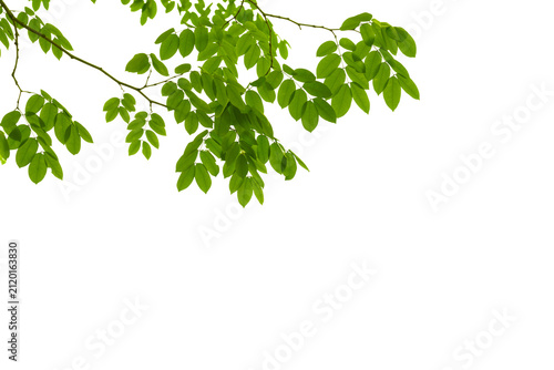 branch leaves or green leaf isolated. Tree Leaf Frame