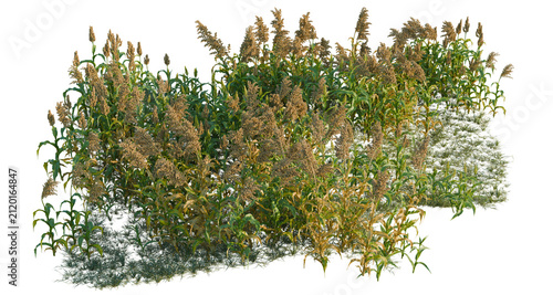 Canvastavla Sorghum bicolor tree line, Forest Edge, Backdrop cutout, isolate transparent bac
