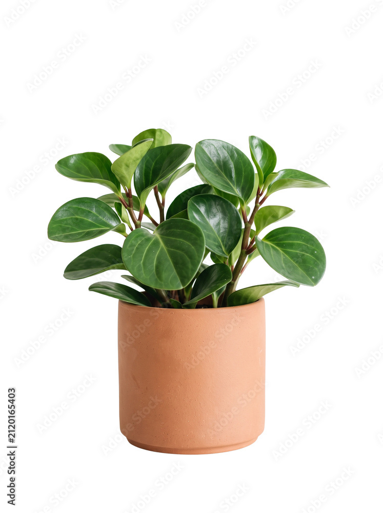 Fototapeta premium Peperomia Obtusifolia displaying thick rounded glossy green leaves