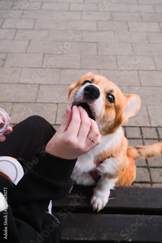 cute corgi dog and his owner walking in the park in the evening