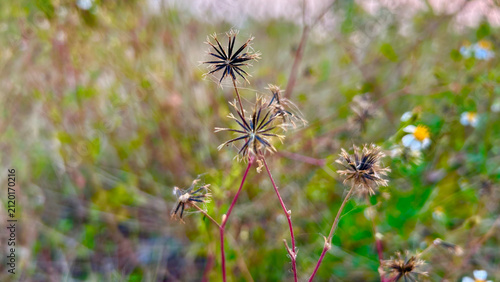 Close up of dry Bidens pilosa seeds with prickly burrs in a natural meadow during a sunny autumn afternoon