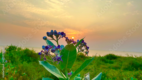 Fotografie Purple Crown Flower Blooming in a Lush Coastal Meadow During a Serene Golden Hou