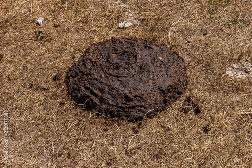 A close up of a cow pat in the countryside