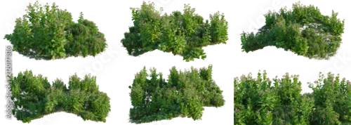 Panel kuchenny z motywem Lactuca sativa and Nicotiana tabacum and Oryza sativa tree line, Forest Edge, Backdrop cutout, isolate transparent background