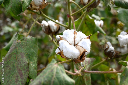 Close up of organic white cotton plant growing on a farm