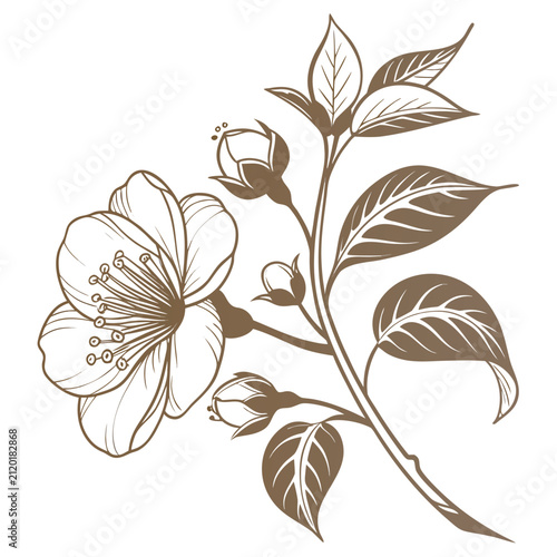 vintage camellia silhouette on white background