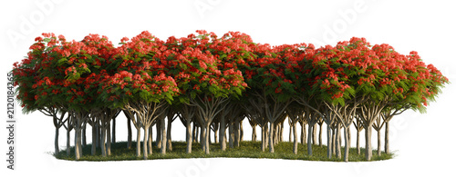 Delonix Regia tree line, Forest Edge, Backdrop cutout, isolate transparent background, Blooming Red Poinciana Trees with Thin Trunks - Lush Tropical Foliage and Vibrant Flowers