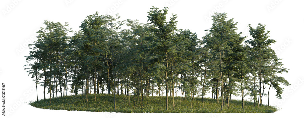 Obraz premium Forest tree line, Forest Edge, Backdrop cutout, isolate transparent background, Dense cluster of lush green trees with vibrant foliage on a grassy mound – perfect for nature backgrounds.