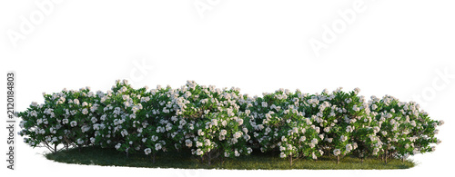 Картината върху платно Gardenia tree line, Forest Edge, Backdrop cutout, isolate transparent background, Lush lilac bush in full bloom with fragrant flowers on green grass background