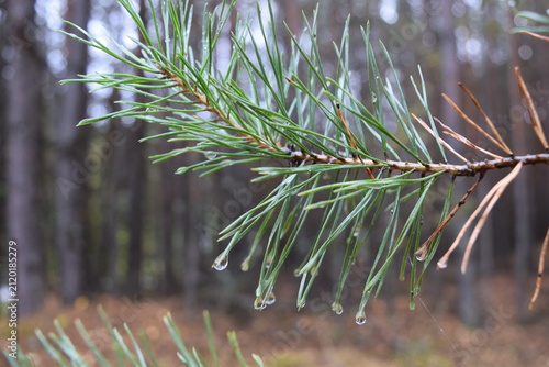 Obraz na płótnie Fresh green Scots pine branch with long needles in selective focus against a sof