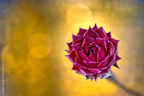 Blüte