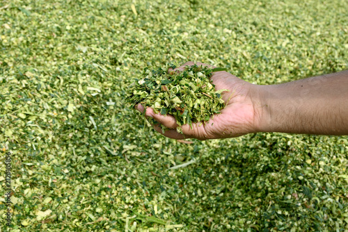 Close up of farmer hand holding freshly cut corn silage fodder for livestock