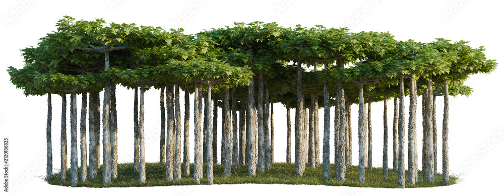 Obraz premium Platanus tree line, Forest Edge, Backdrop cutout, isolate transparent background, Dense Banyan Tree Group with Multiple Trunks – A Lush Tropical Forest Element for Design