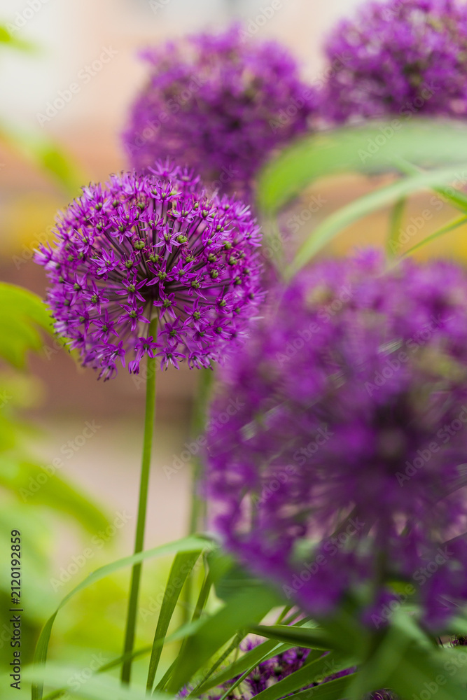Fototapeta premium Close up of beautiful purple allium flowers blooming in a spring garden, perfect for landscaping concepts