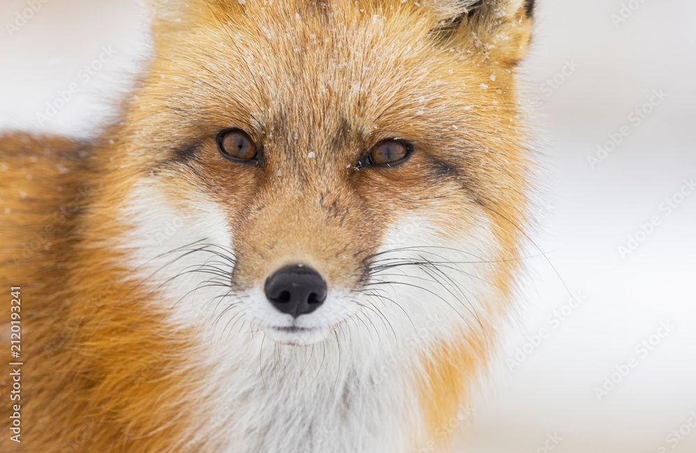 Obraz premium Red fox, winter in Canada.