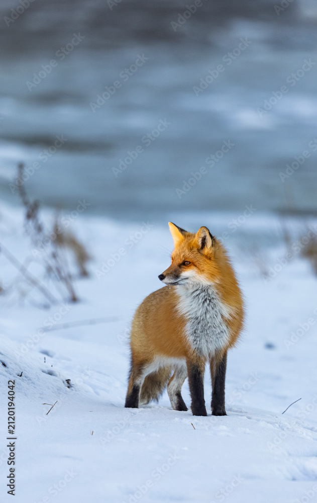 Fototapeta premium Red fox, winter in Canada. 