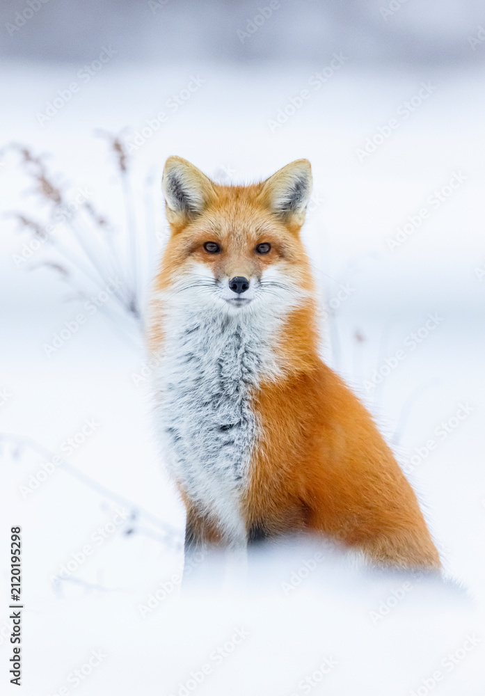 Fototapeta premium Red fox, winter in Canada.