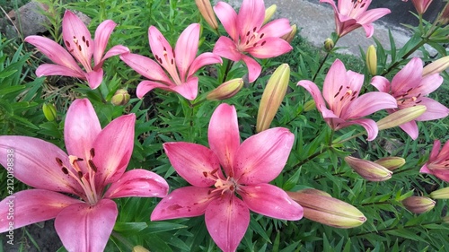 Pink lilies blooming in garden flower bed