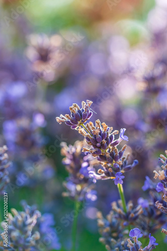 Wunderschöner blühender Lavendel