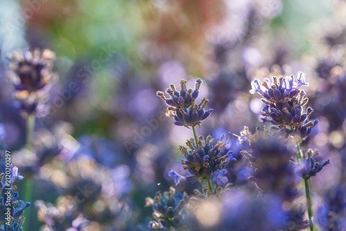 Wunderschöner blühender Lavendel