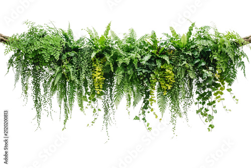 Hanging tropical green ferns and hanging ivy garland, lush indoor vertical garden plant overlay, botanical greenery border cut out, fresh leafy wall arrangement, foliage plant element.