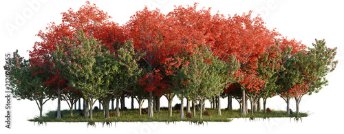 Bauhinia Blakeana  Berberis Thunbergi001 and Bombax Cei tree line  Forest Edge  Backdrop cutout  isolate transparent background
