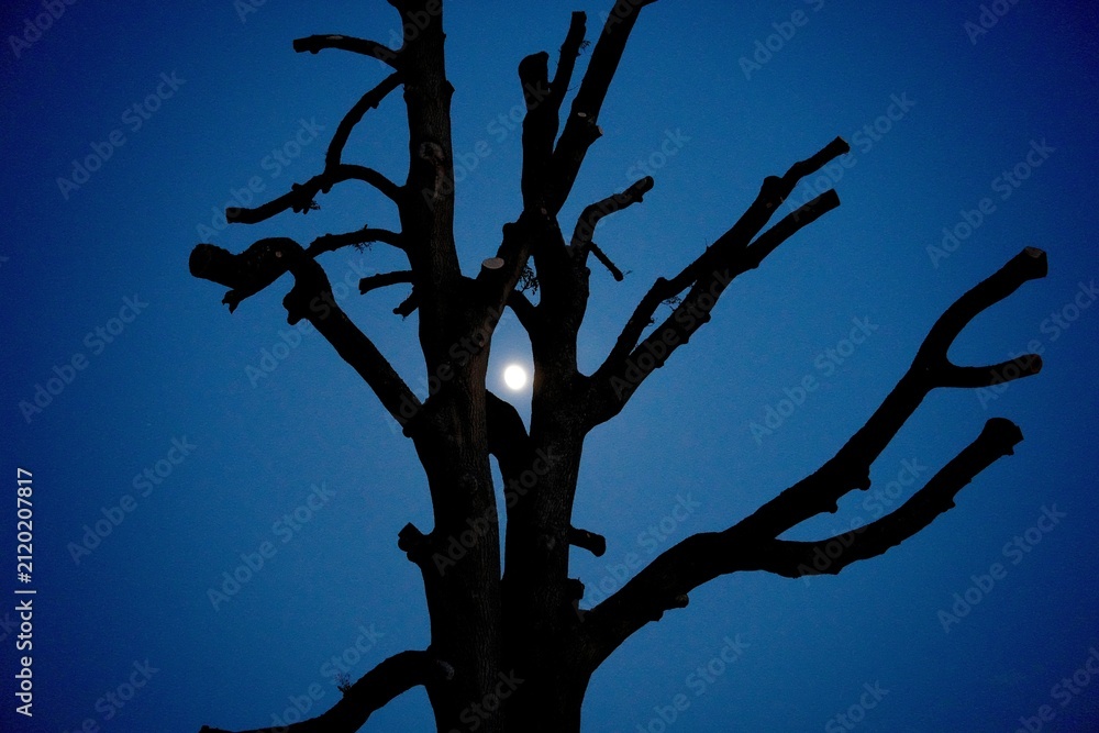 Quadro su tela Dead Ash Tree