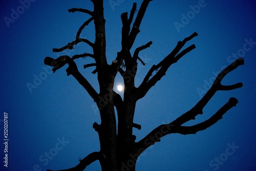Foto Dead Ash Tree
