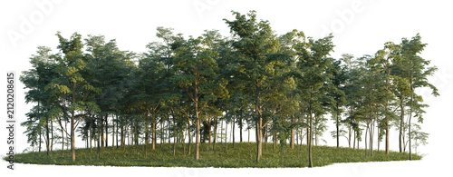 Eucaliptus Gunni  Ficus Microcarpa and Forest tree line  Forest Edge  Backdrop cutout  isolate transparent background