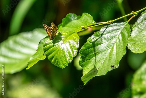 Foto speckled wood butterfly resting on  bright green lead of the alder tree alnus gl
