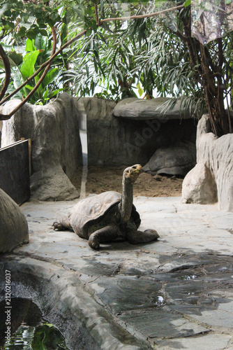 Fotografie Galapagos giant tortoise stretching neck in zoo enclosure