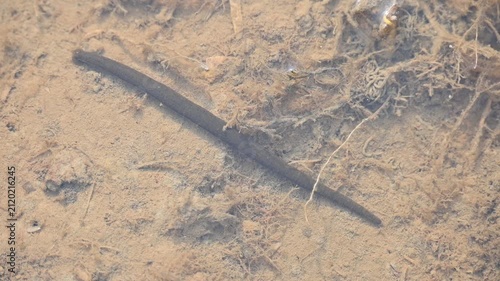 Leeches are segmented parasitic or predatory worms. It comprises the subclass Hirudinea within the phylum Annelida. Some species are parasitic and feed on vertebrate blood. Slow motion video.