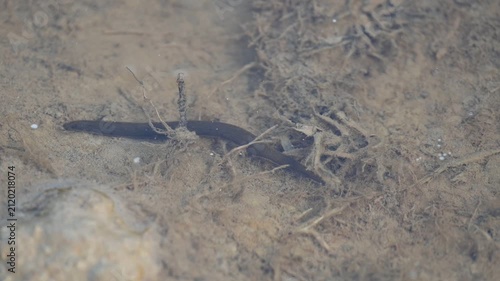 Leeches are segmented parasitic or predatory worms. It comprises the subclass Hirudinea within the phylum Annelida. Some species are parasitic and feed on vertebrate blood. Slow motion video.