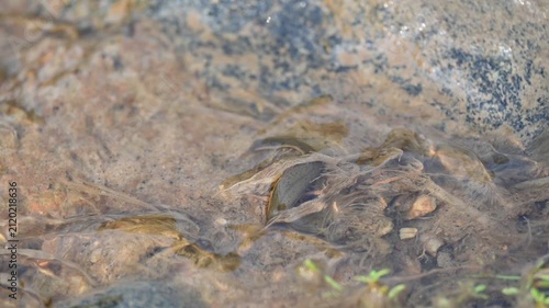 Leeches are segmented parasitic or predatory worms. It comprises the subclass Hirudinea within the phylum Annelida. Some species are parasitic and feed on vertebrate blood. Slow motion video.