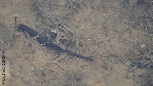 Leeches are segmented parasitic or predatory worms. It comprises the subclass Hirudinea within the phylum Annelida. Some species are parasitic and feed on vertebrate blood. Slow motion video.