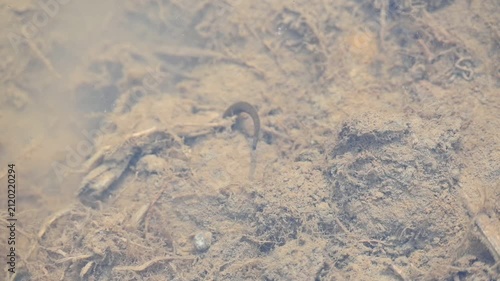 Leeches are segmented parasitic or predatory worms. It comprises the subclass Hirudinea within the phylum Annelida. Some species are parasitic and feed on vertebrate blood. Slow motion video.