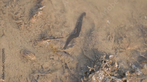 Leeches are segmented parasitic or predatory worms. It comprises the subclass Hirudinea within the phylum Annelida. Some species are parasitic and feed on vertebrate blood. Slow motion video.
