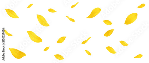 Flying yellow petals isolated on transparent background.