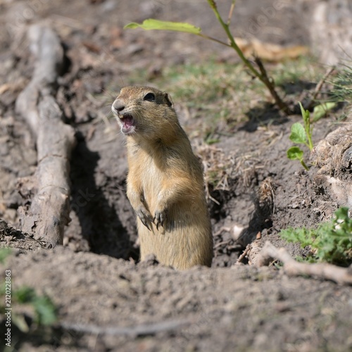 Foto ground squirrel, Canada Alberta, wildlife, cute, nature, wild, ground,