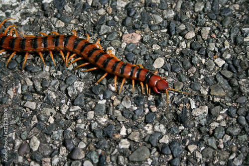 Fotografía Giant orange and black striped centipede crawling across a rough gravel and asph