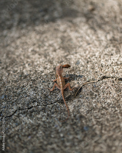 Wild reptile hunting success showing a tiny brown lizard holding prey on asphalt ground