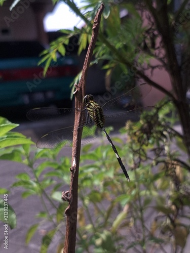 Fotografie A dragonfly with distinct yellow and black patterns on its body is perched stationary on a thin, vertical brown twig