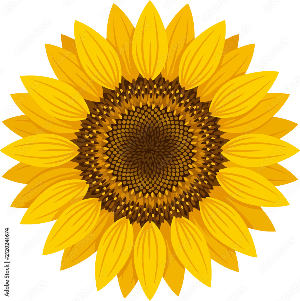 Fototapeta premium Bright yellow sunflower head