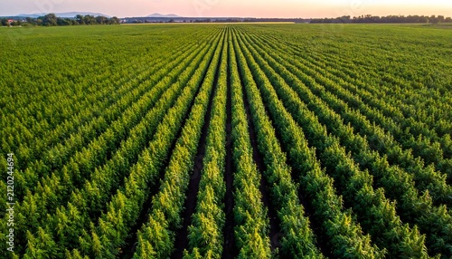 Field Rows at Sunset.