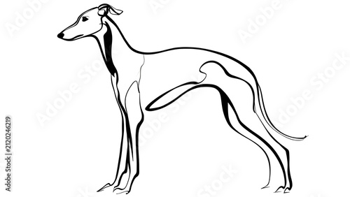Elegant greyhound drawing on white background.